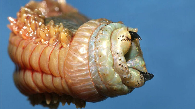 Glycera: Τα σκουλήκια με τα μεταλλικά δόντια